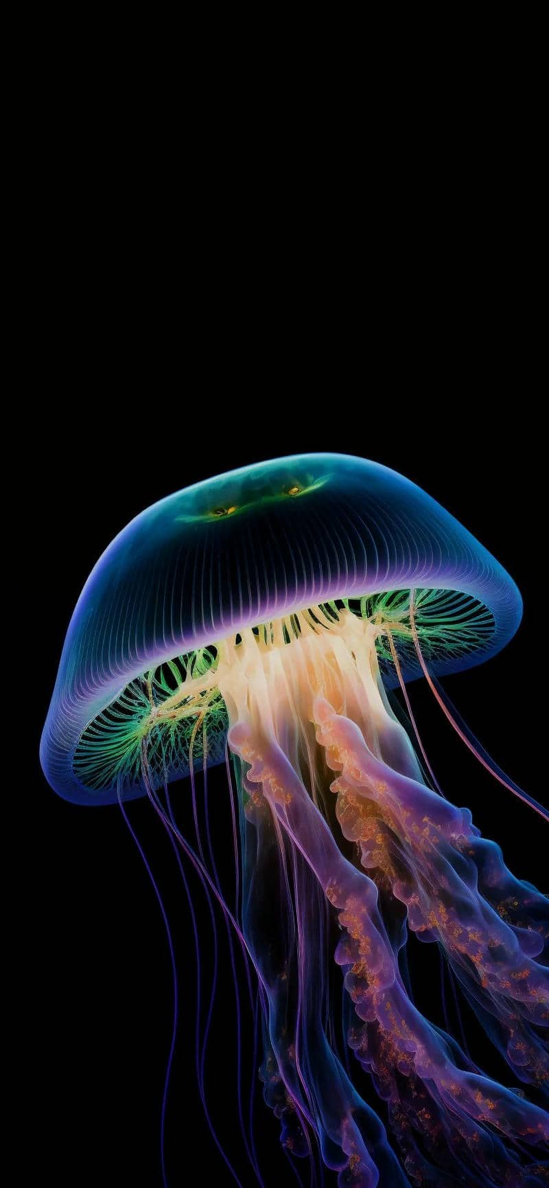 ảnh con sứa biển đẹp