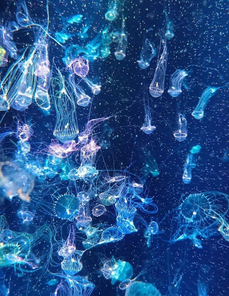 ảnh con sứa biển