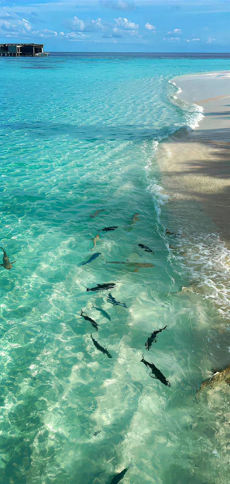 ảnh hình nền mùa hè chill