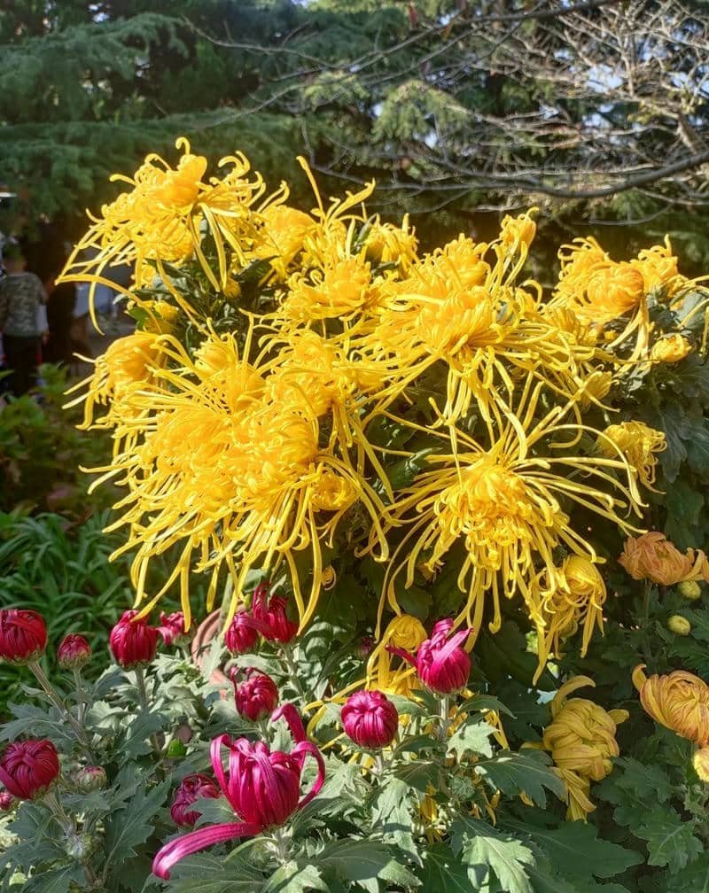 ảnh hoa cúc vàng