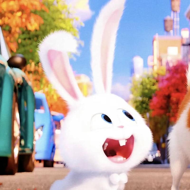 hình ảnh thỏ snowball