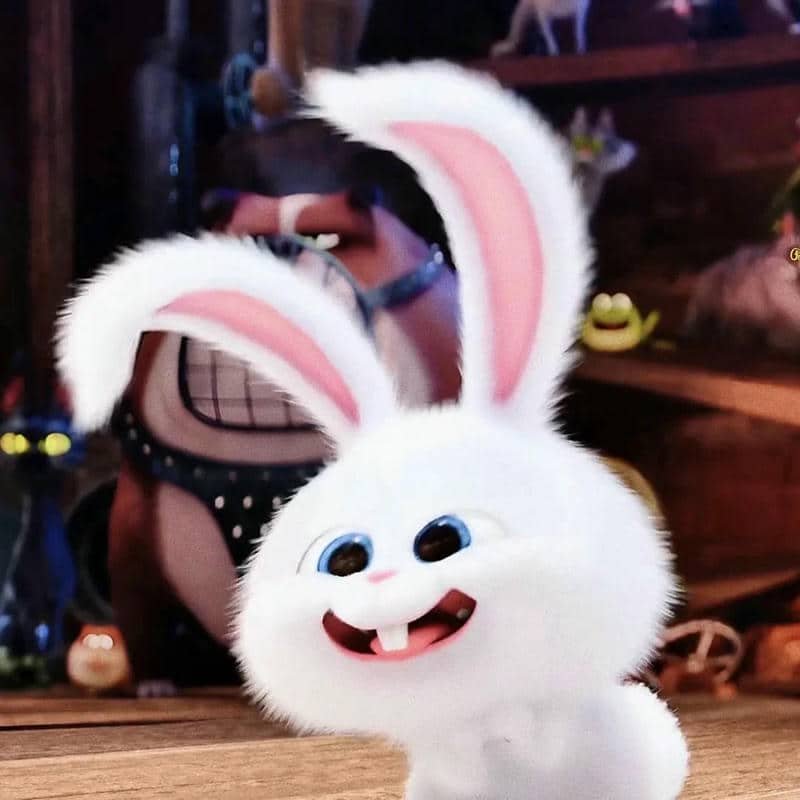 hình thỏ snowball meme