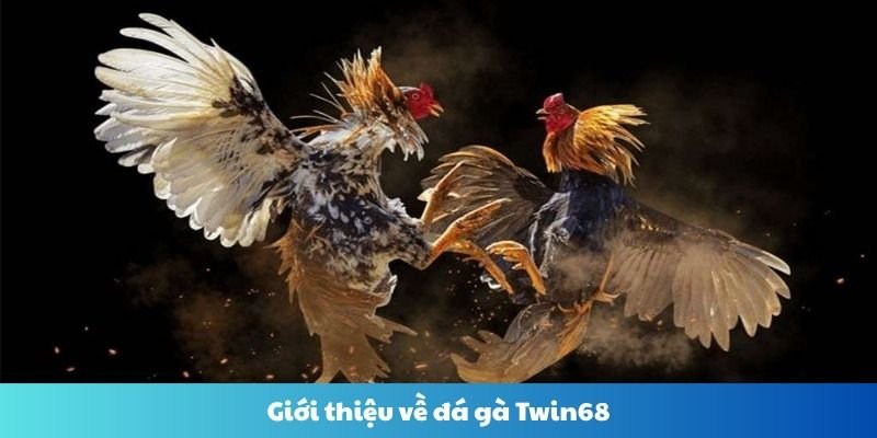 hinh-blog-terus