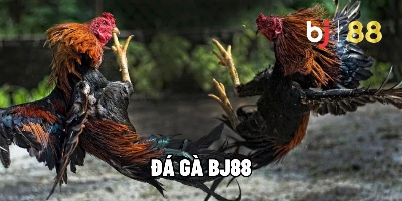 hinh-blog-terus