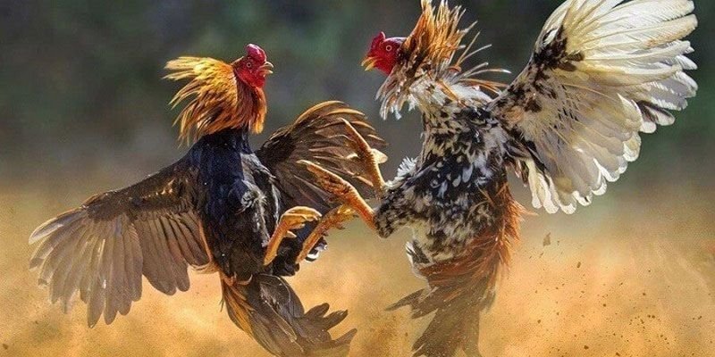 Livestream từ trường gà uy tín