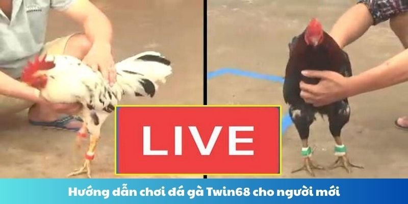 Hướng dẫn chơi đá gà Twin68 cho người mới