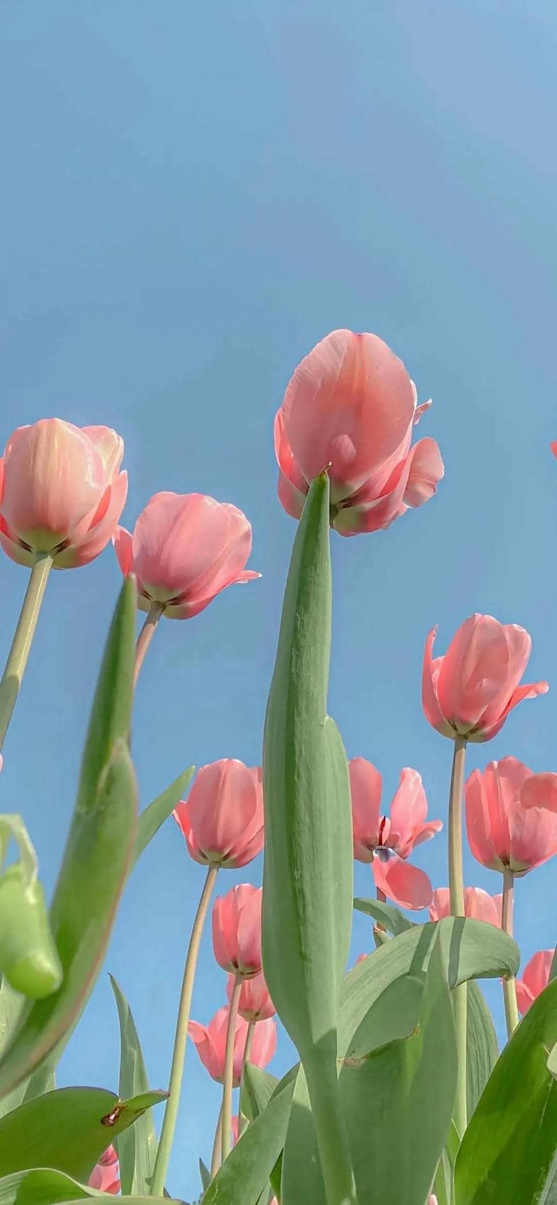 hình nền Iphone (11)