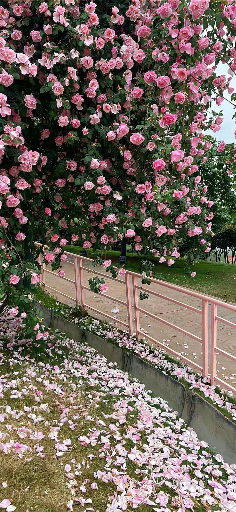 hình nền Iphone (13)