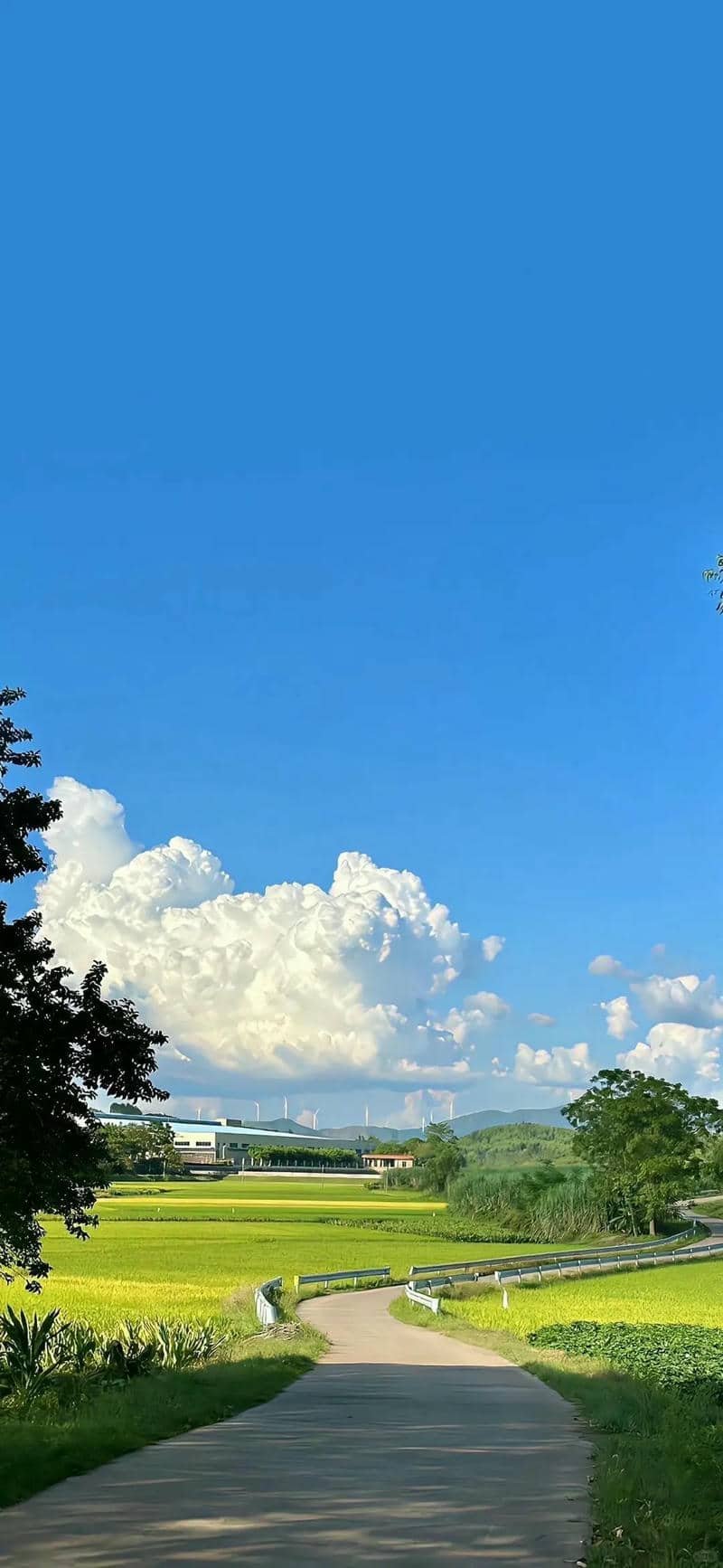 hình nền Iphone 17 (11)