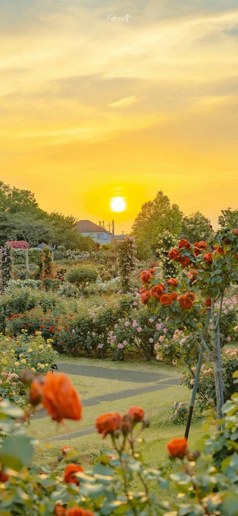 hình nền Iphone 17 (12)