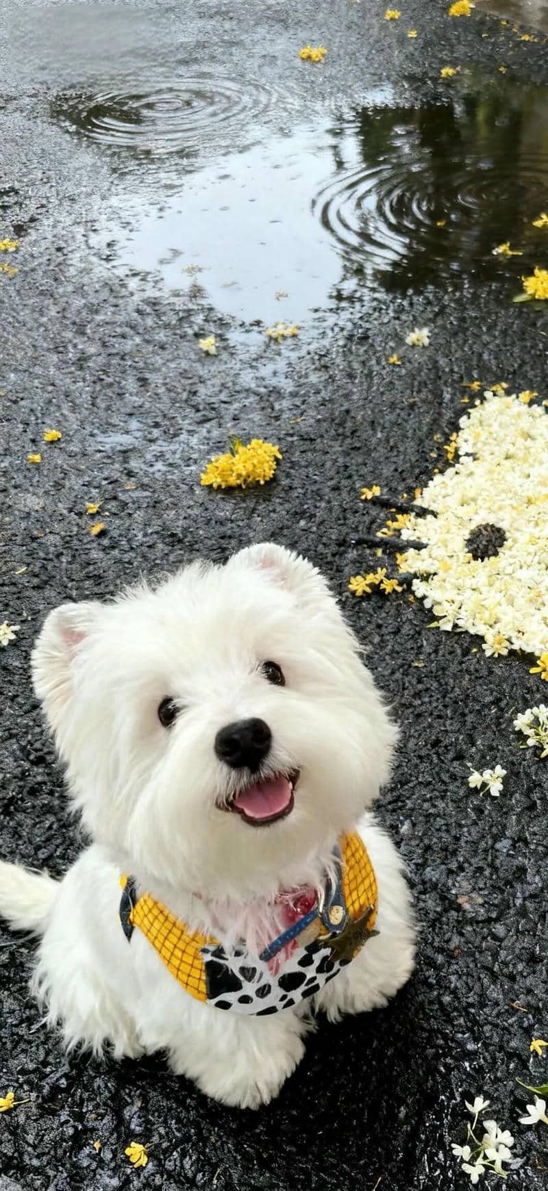 hình nền Iphone 17 (34)