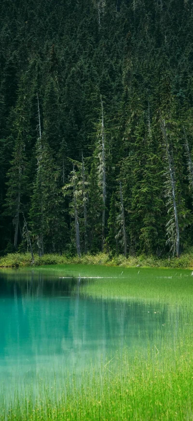 hình nền Iphone 17 (8)