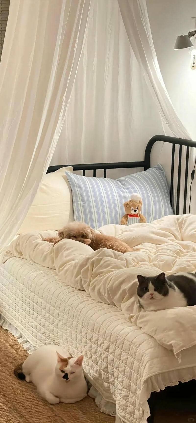 hình nền Iphone (27)