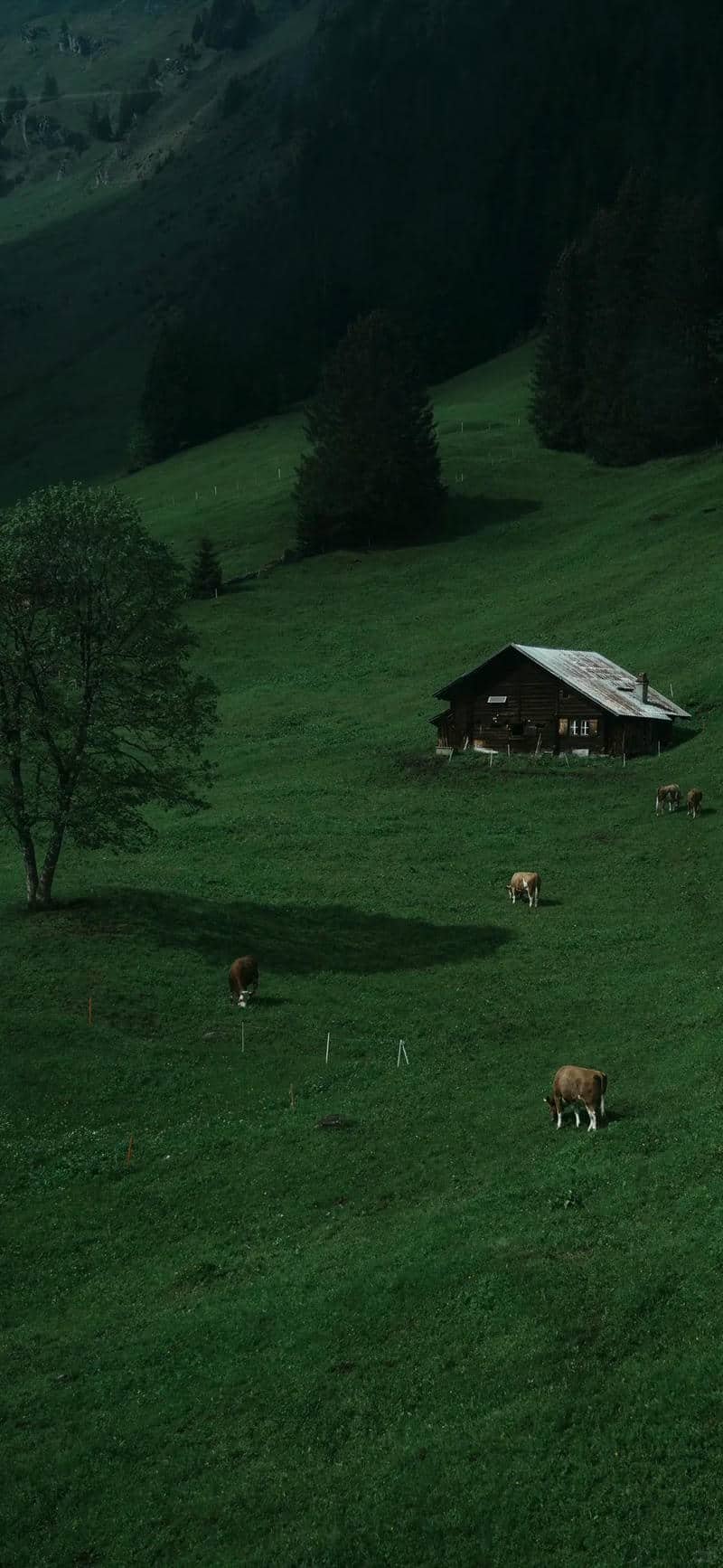 hình nền Iphone (46)