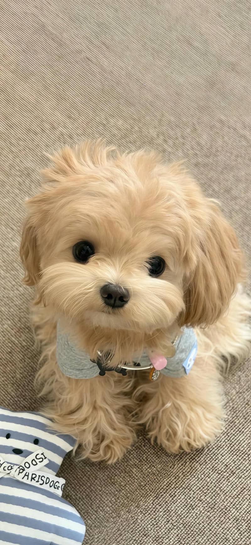 hình nền cute (24)