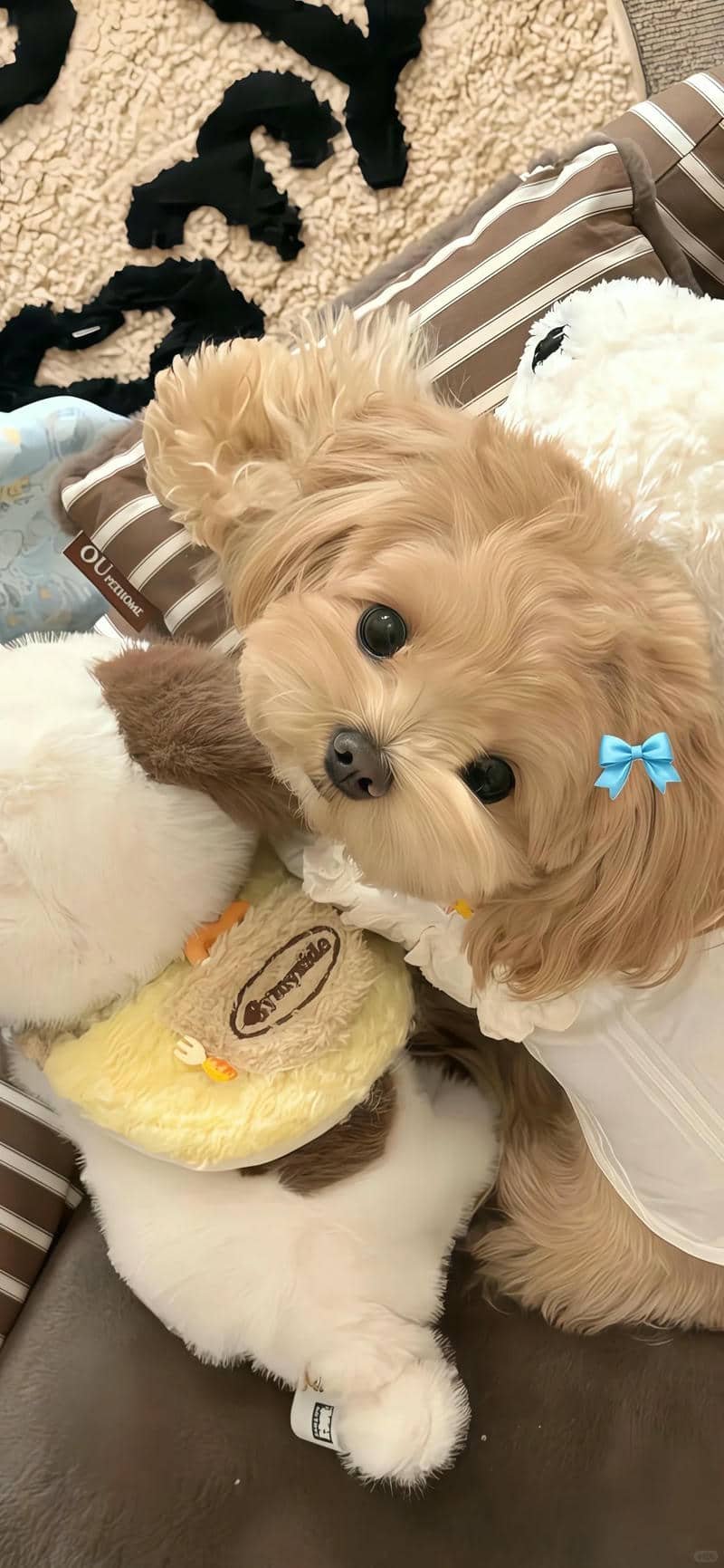 hình nền cute (25)