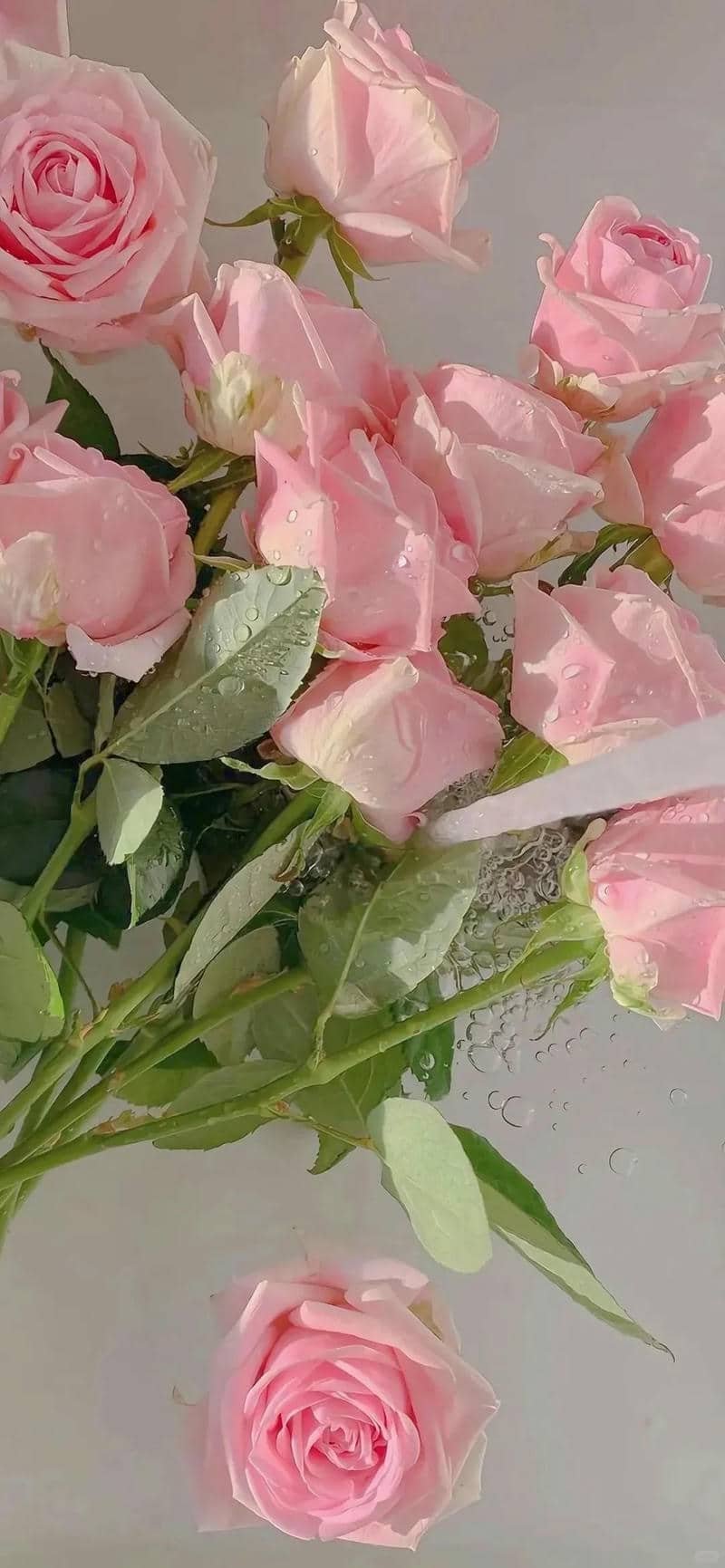 hình nền hoa hồng (15)