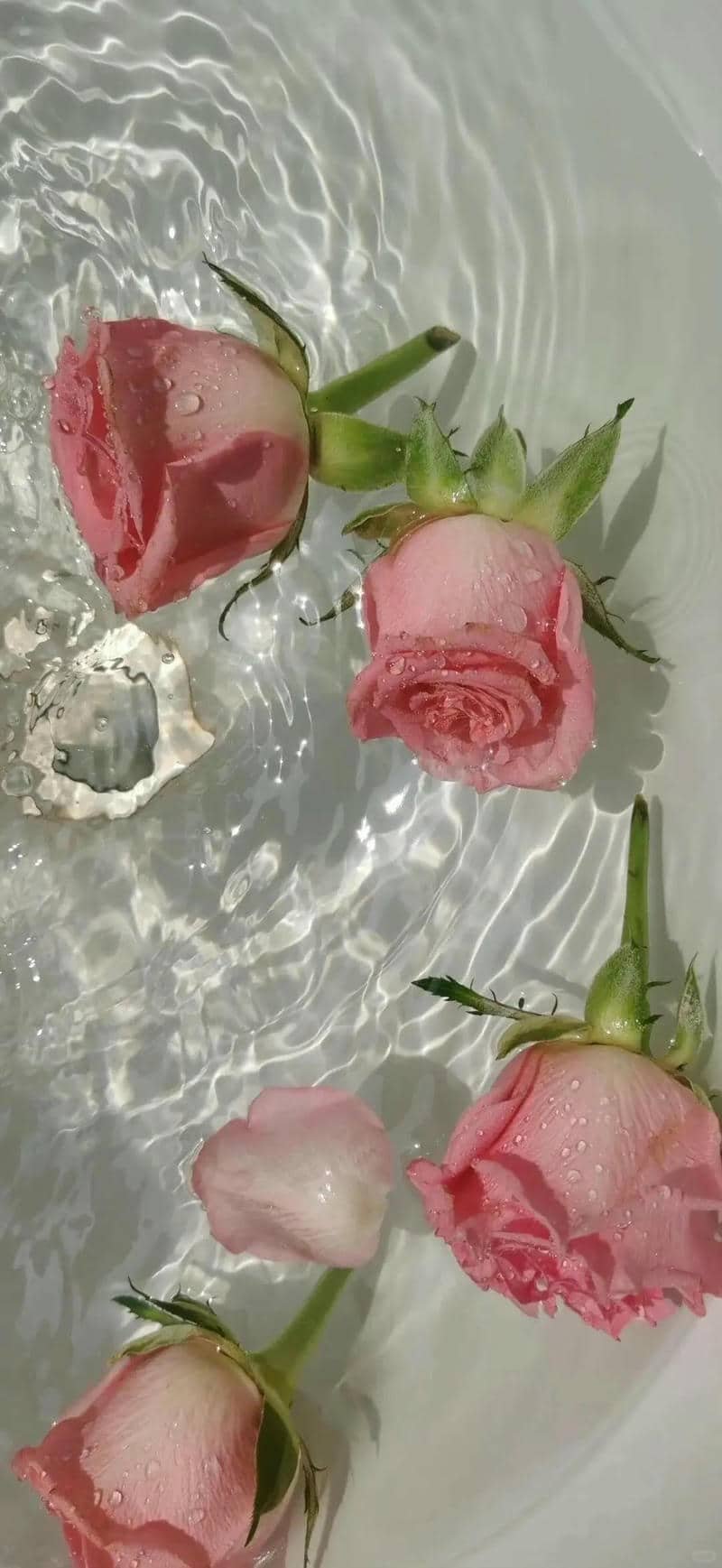 hình nền hoa hồng (17)