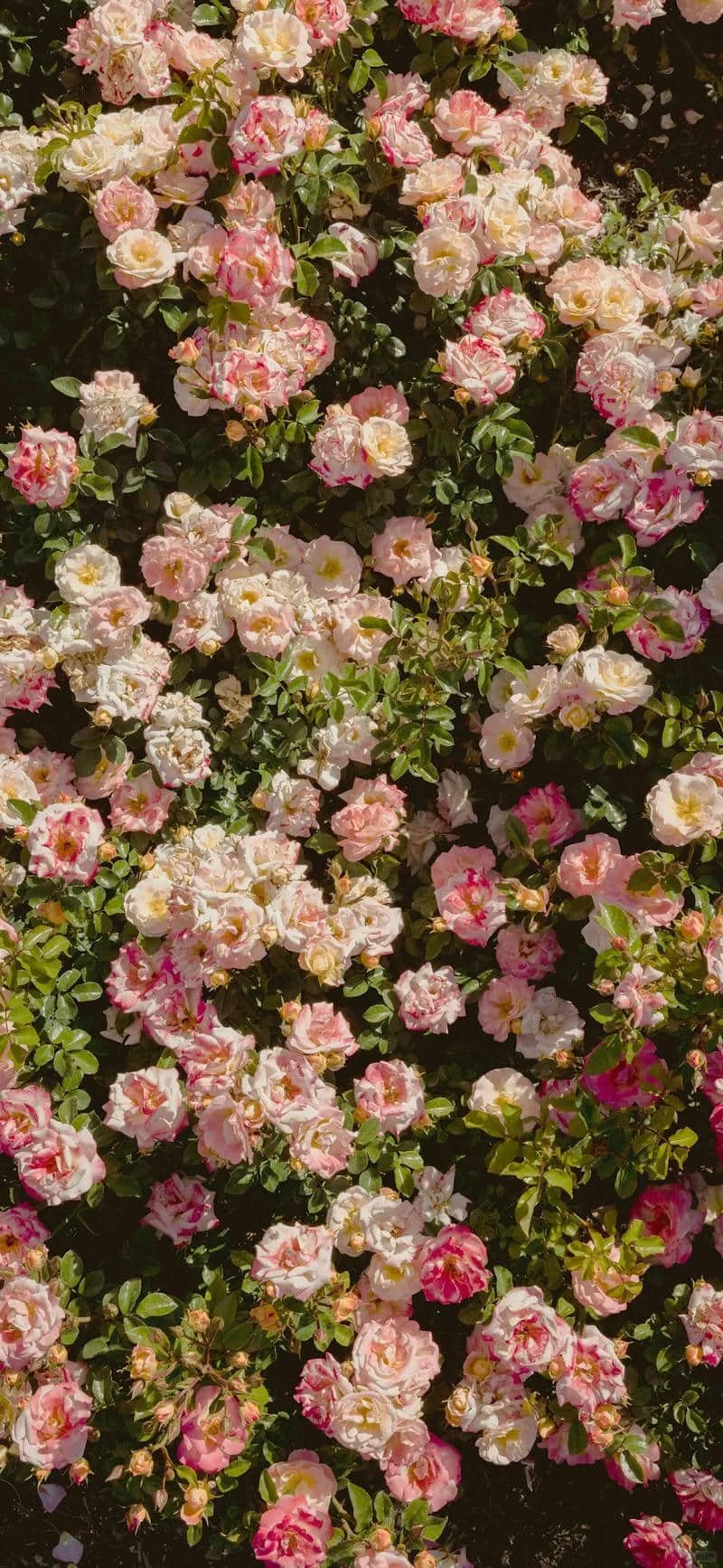 hình nền hoa hồng (2)