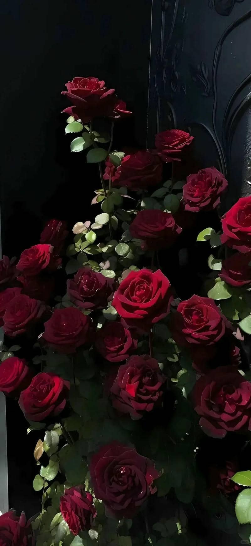 hình nền hoa hồng (20)