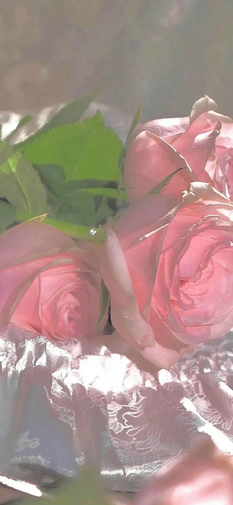 hình nền hoa hồng (23)