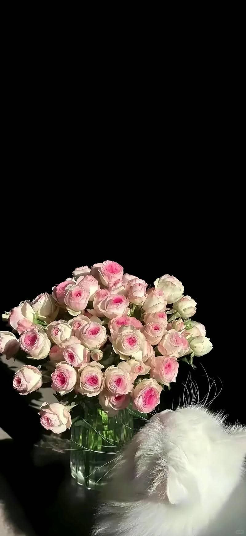 hình nền hoa hồng (26)