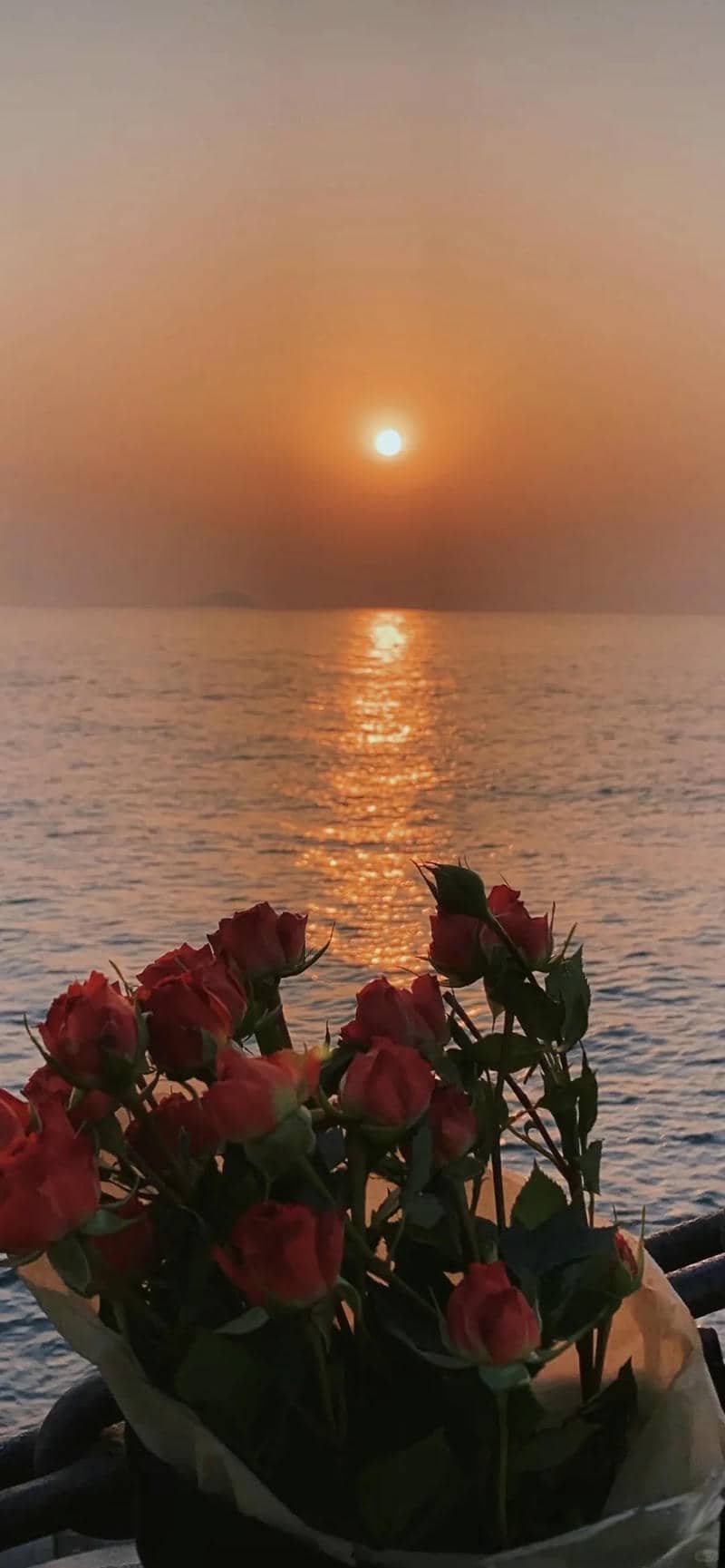 hình nền hoa hồng (28)