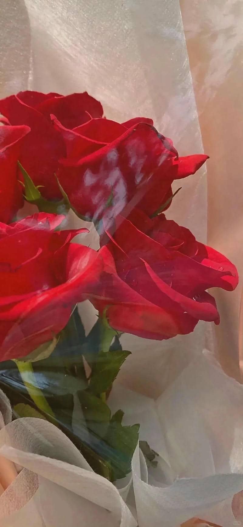 hình nền hoa hồng (29)