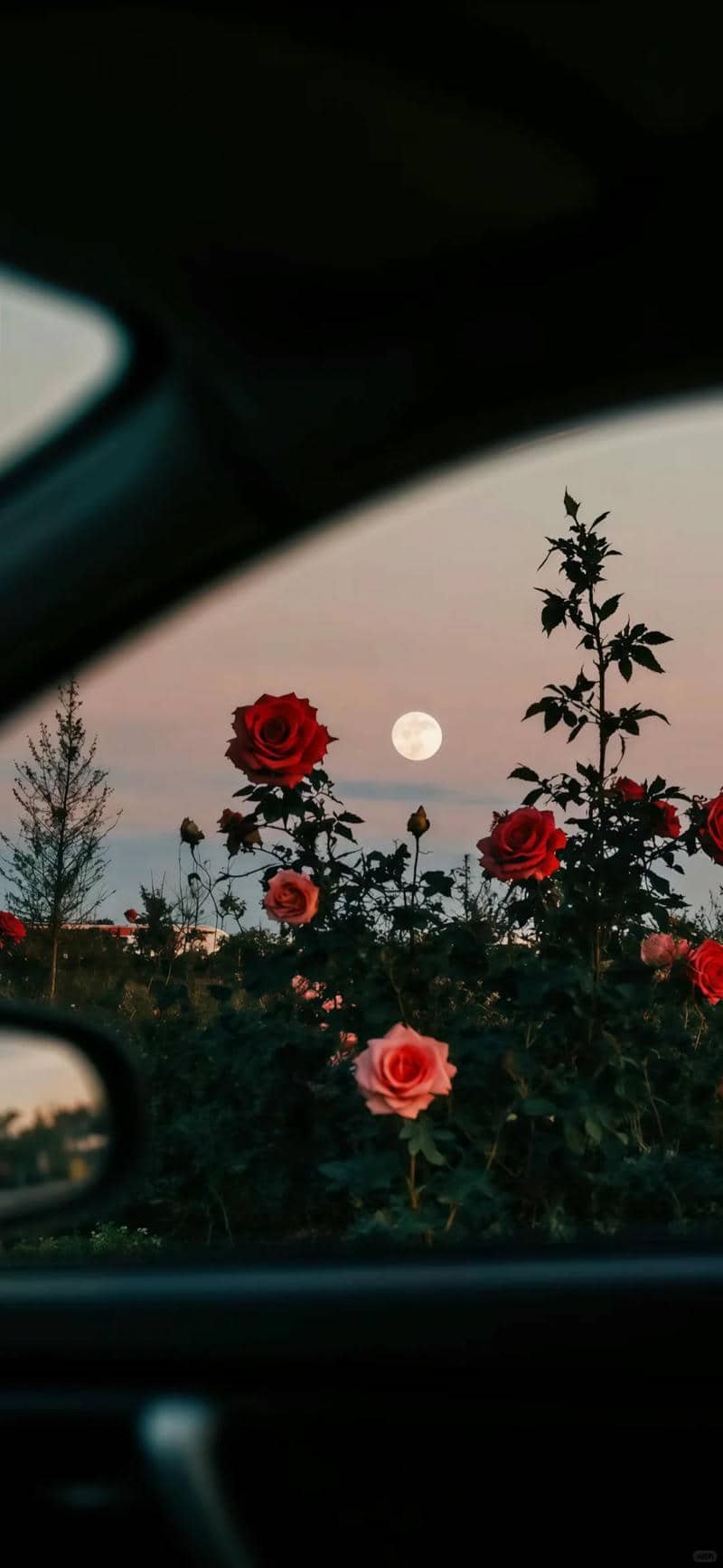 hình nền hoa hồng (30)