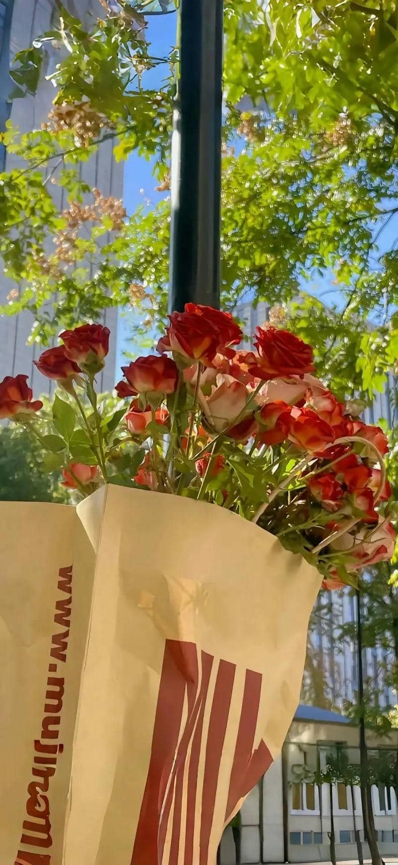 hình nền hoa hồng (4)