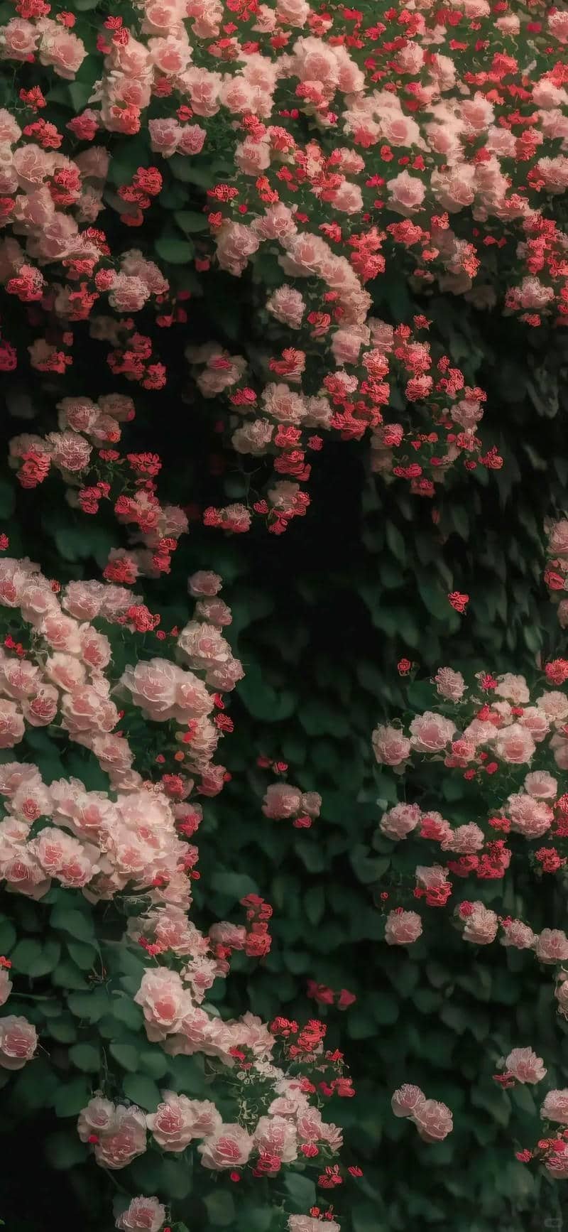 hình nền hoa hồng (6)
