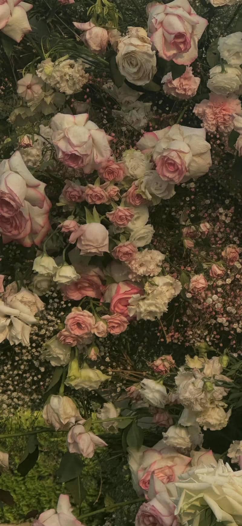 hình nền hoa hồng (7)