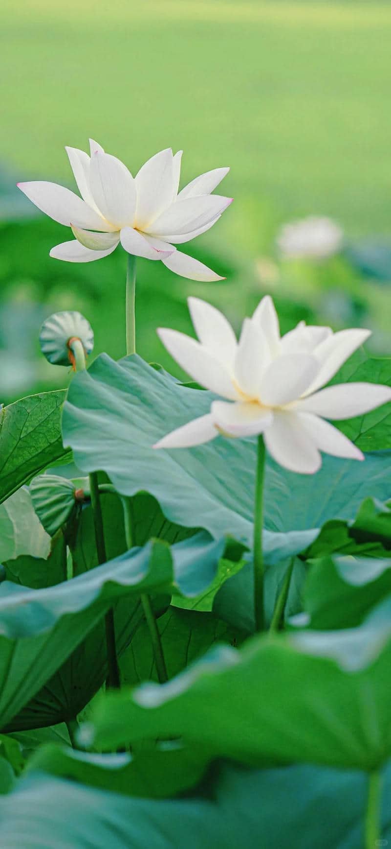 Thumbnail Bộ sưu tập 77+ hình nền hoa sen đẹp, thanh khiết và ý nghĩa