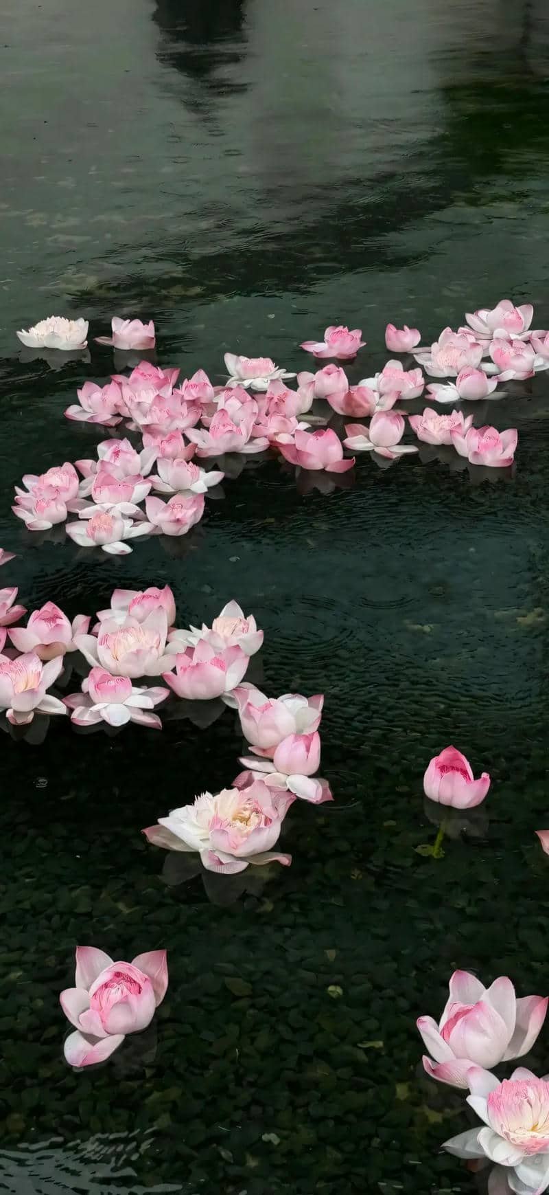 hình nền hoa sen (10)