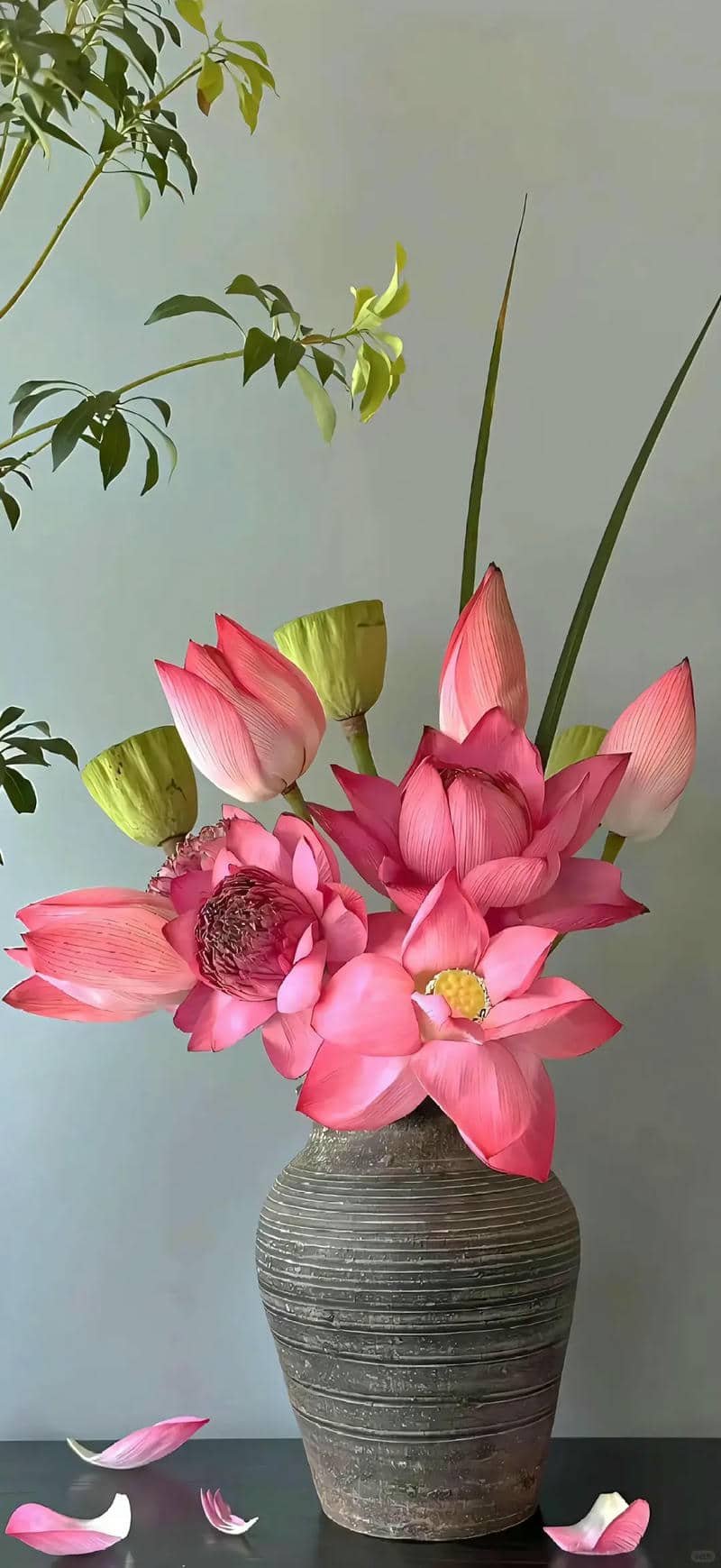 hình nền hoa sen (15)