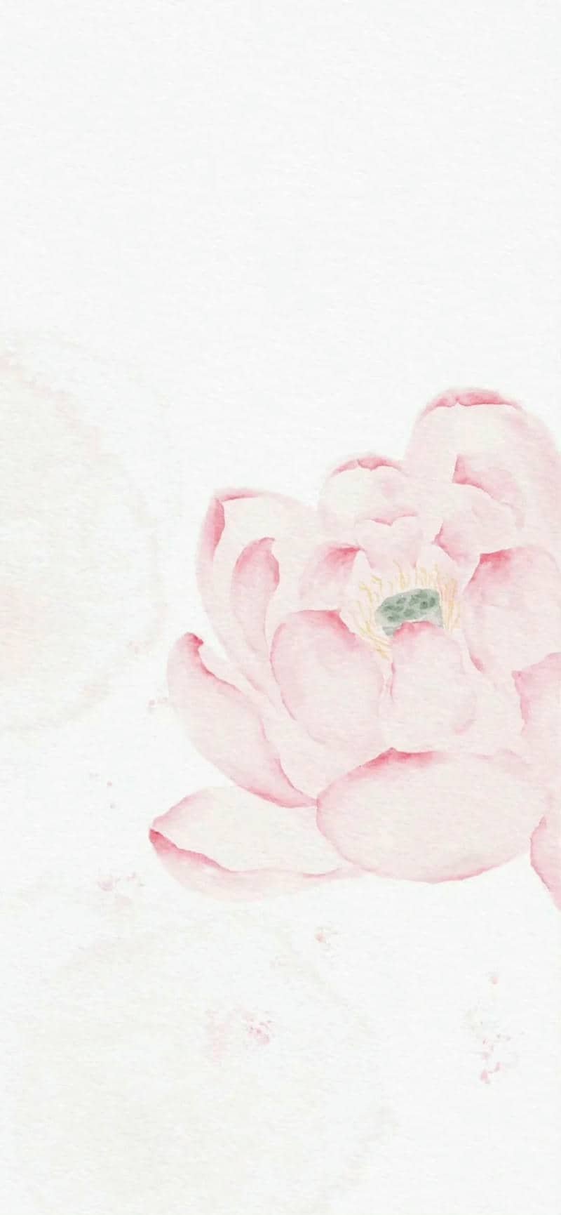 hình nền hoa sen (18)