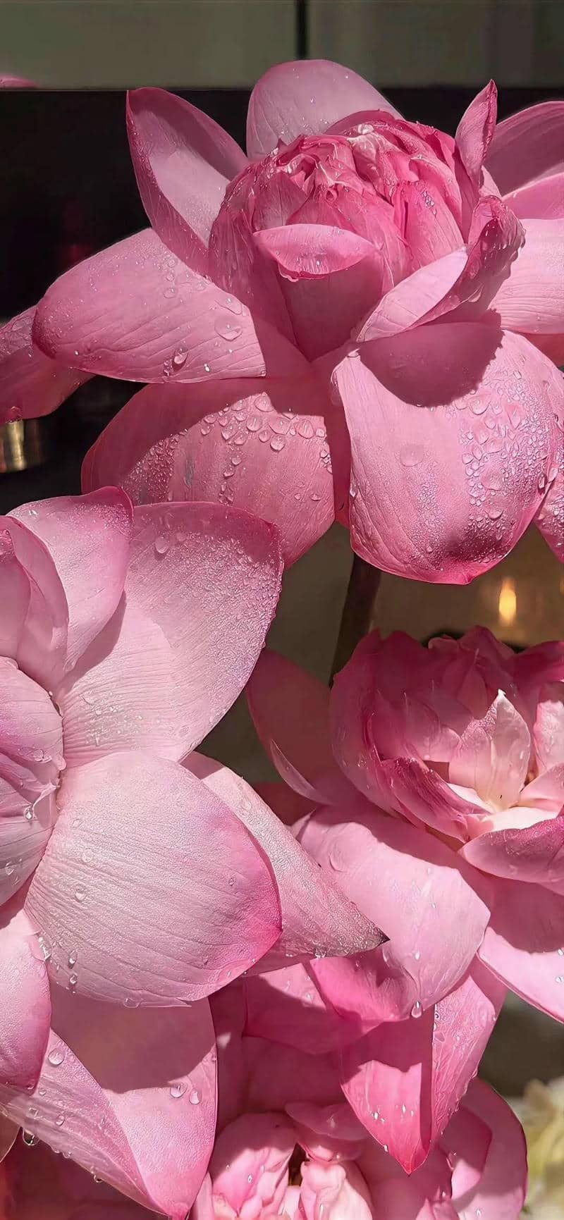 hình nền hoa sen (22)