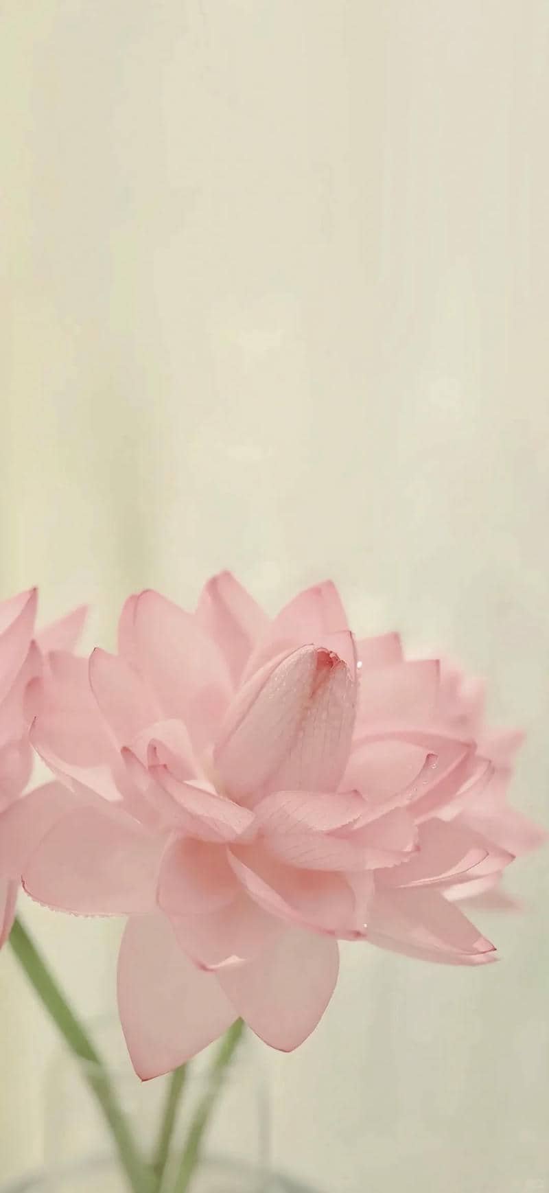 hình nền hoa sen (24)