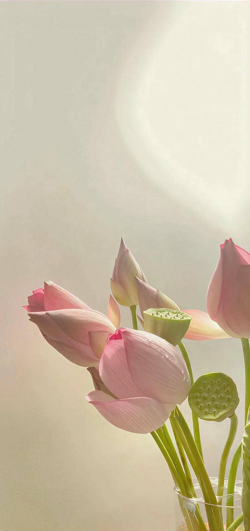 hình nền hoa sen (26)