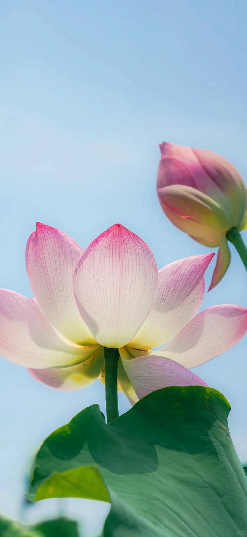 hình nền hoa sen (32)