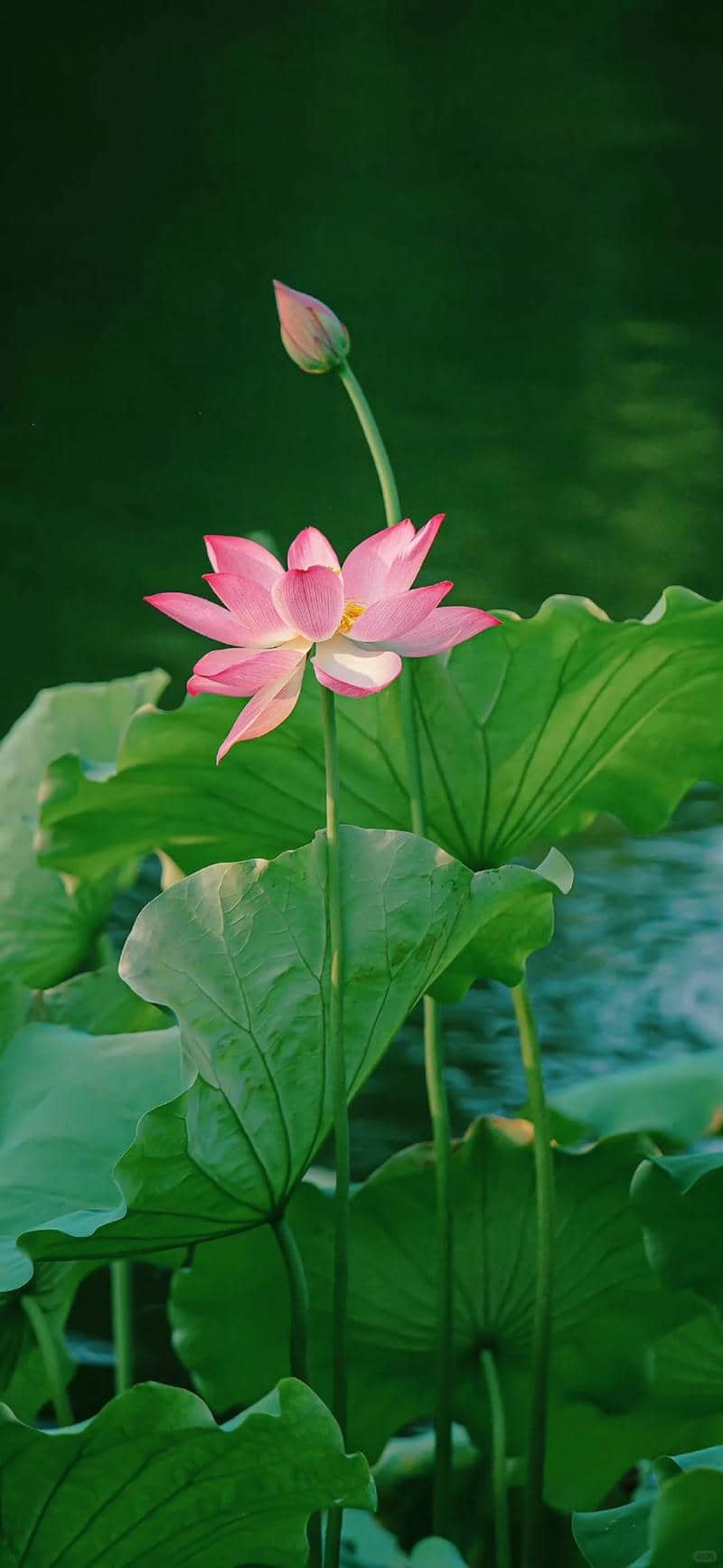 hình nền hoa sen (35)