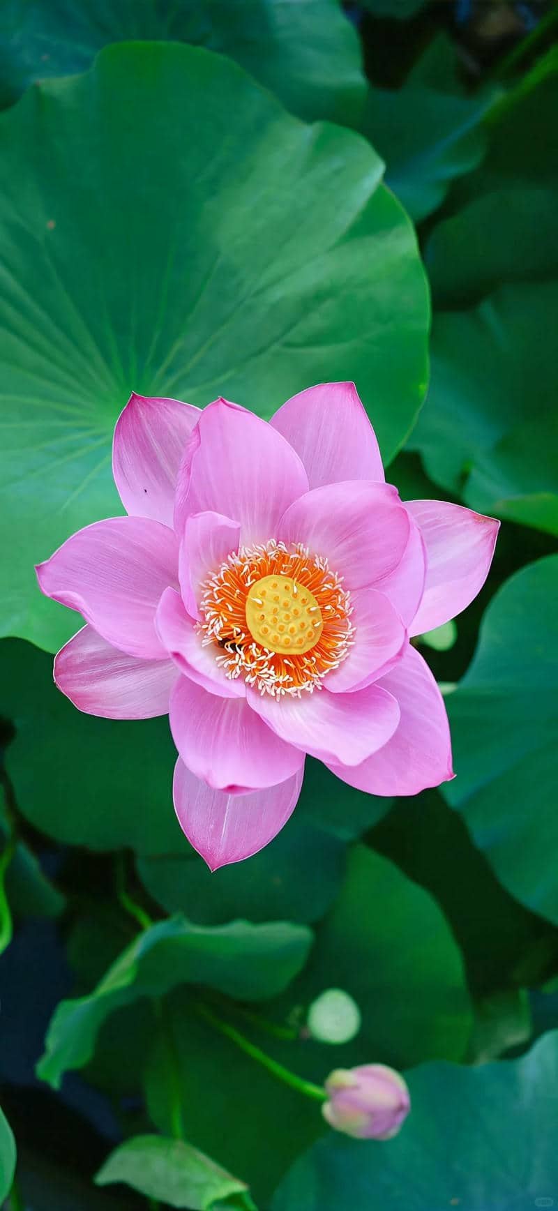 hình nền hoa sen (36)