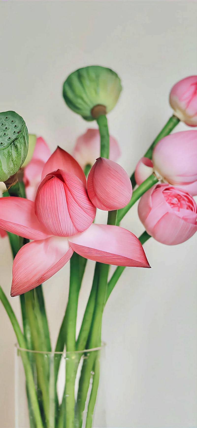 hình nền hoa sen (37)