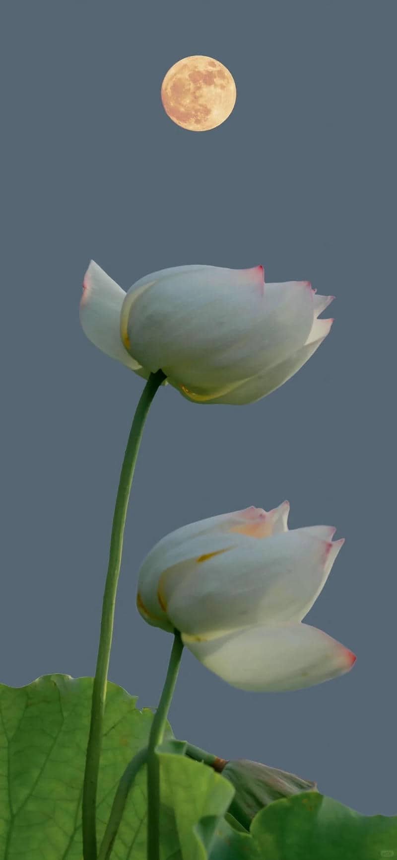 hình nền hoa sen (38)