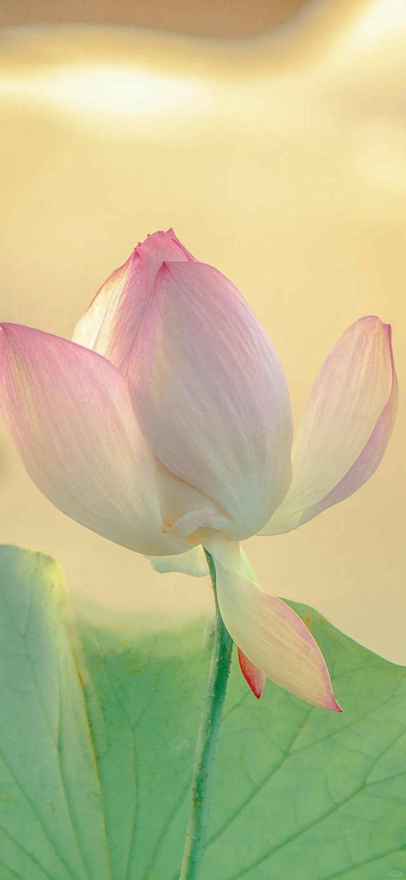 hình nền hoa sen (39)