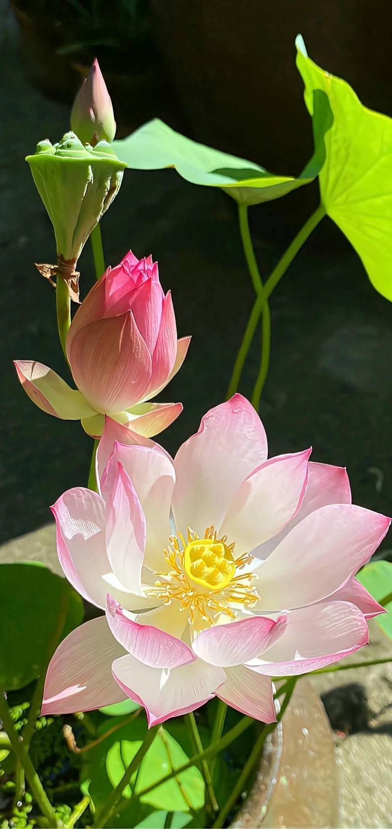 hình nền hoa sen (4)