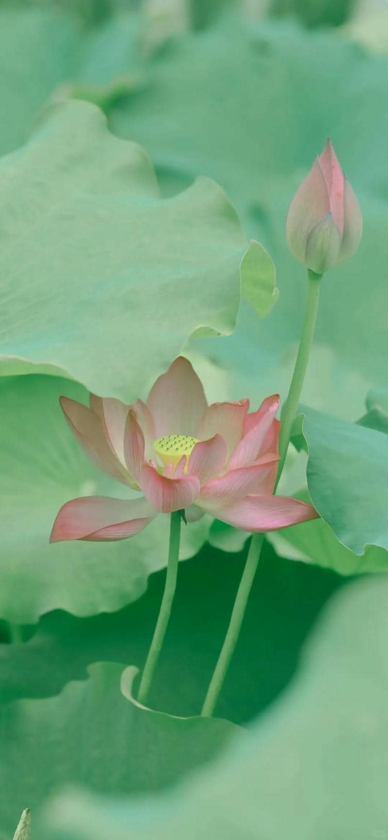 hình nền hoa sen (40)