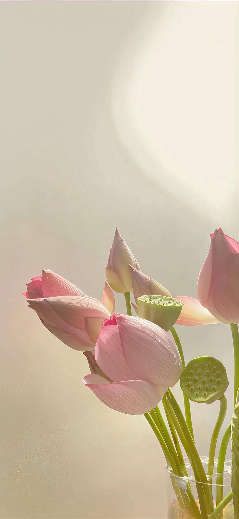 hình nền hoa sen (41)