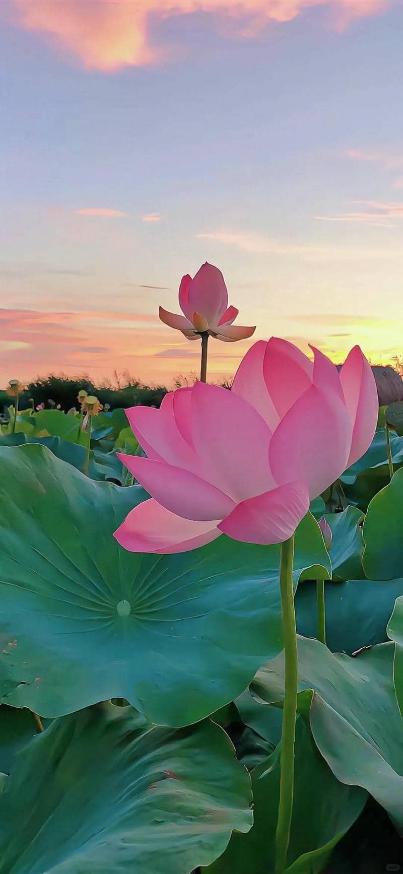 hình nền hoa sen (42)