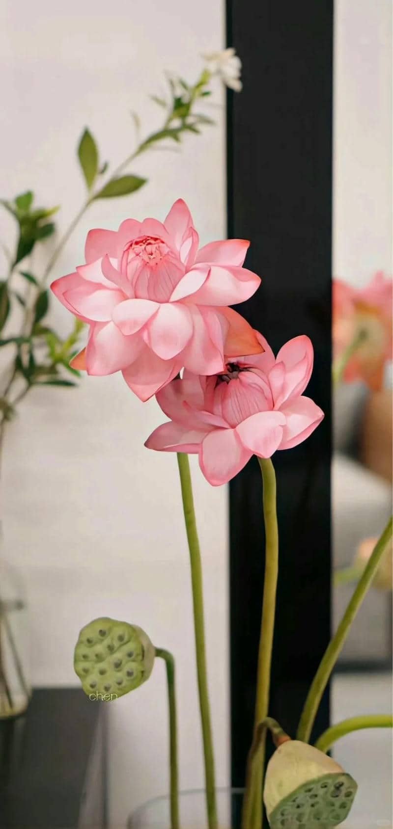 hình nền hoa sen (5)